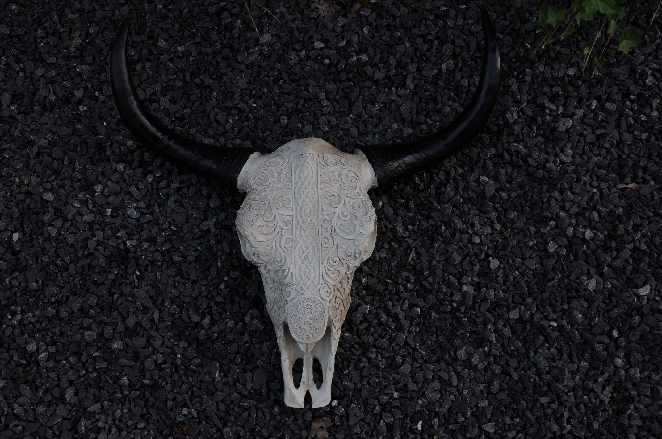 Schedel ivoor-grijs met zwarte horens, massief polystein.