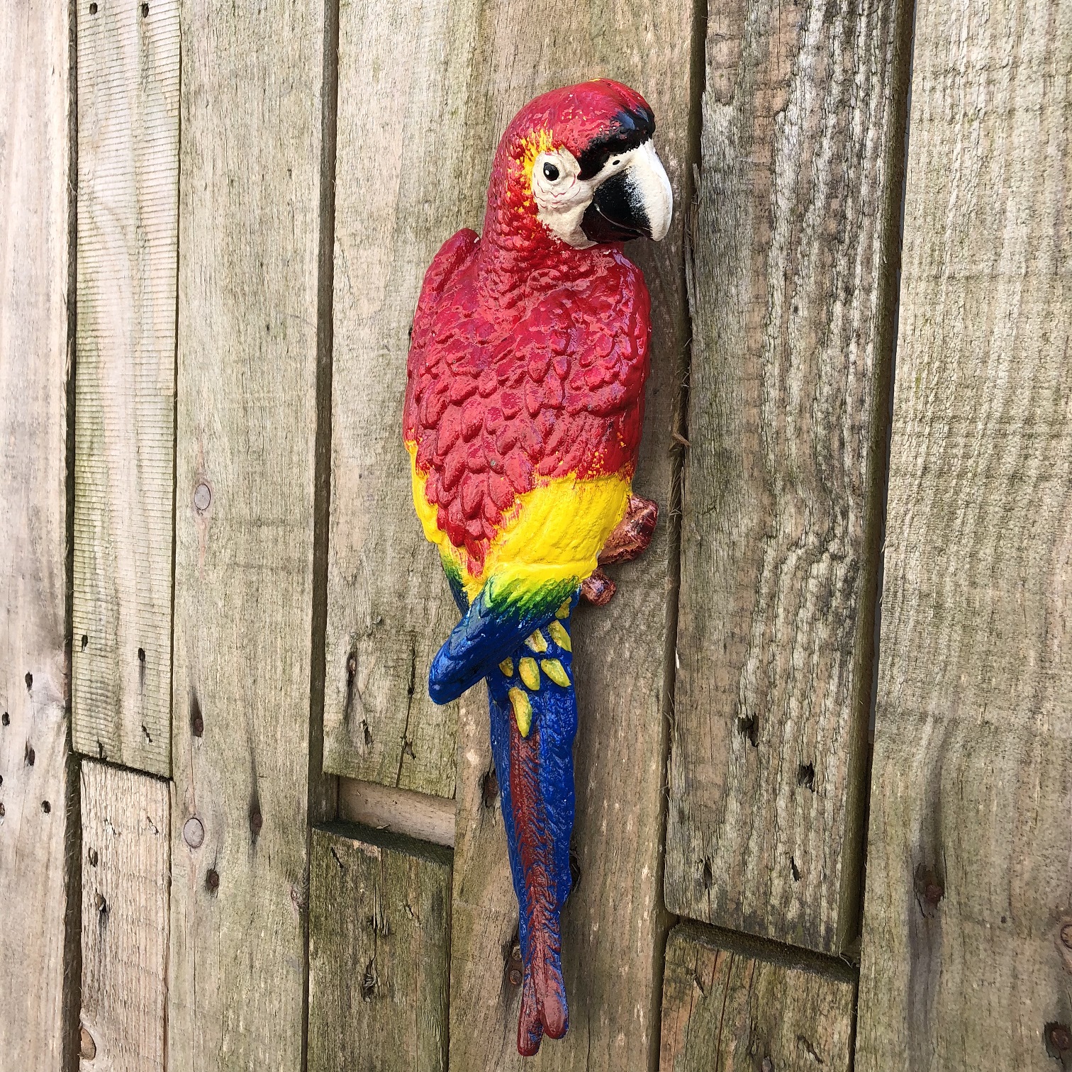Rode papegaai, gietijzer