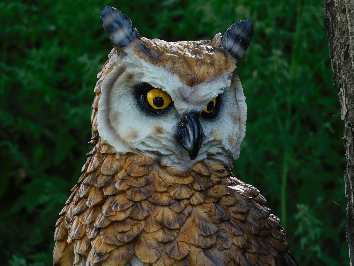 Statue Long-eared Owl XL - polystone - detailed