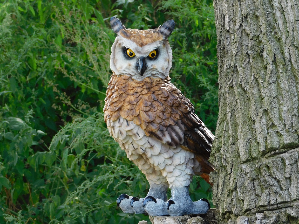 Statue Long-eared Owl XL - polystone - detailed