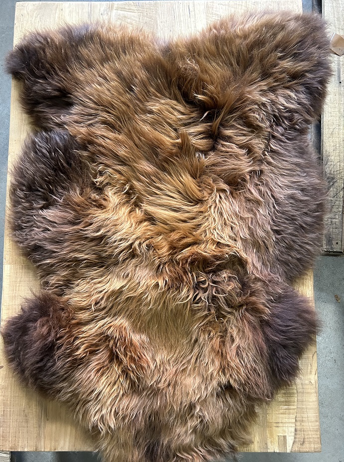 Beautiful brown blended coat Grizzly Icelander, super beautiful!!!