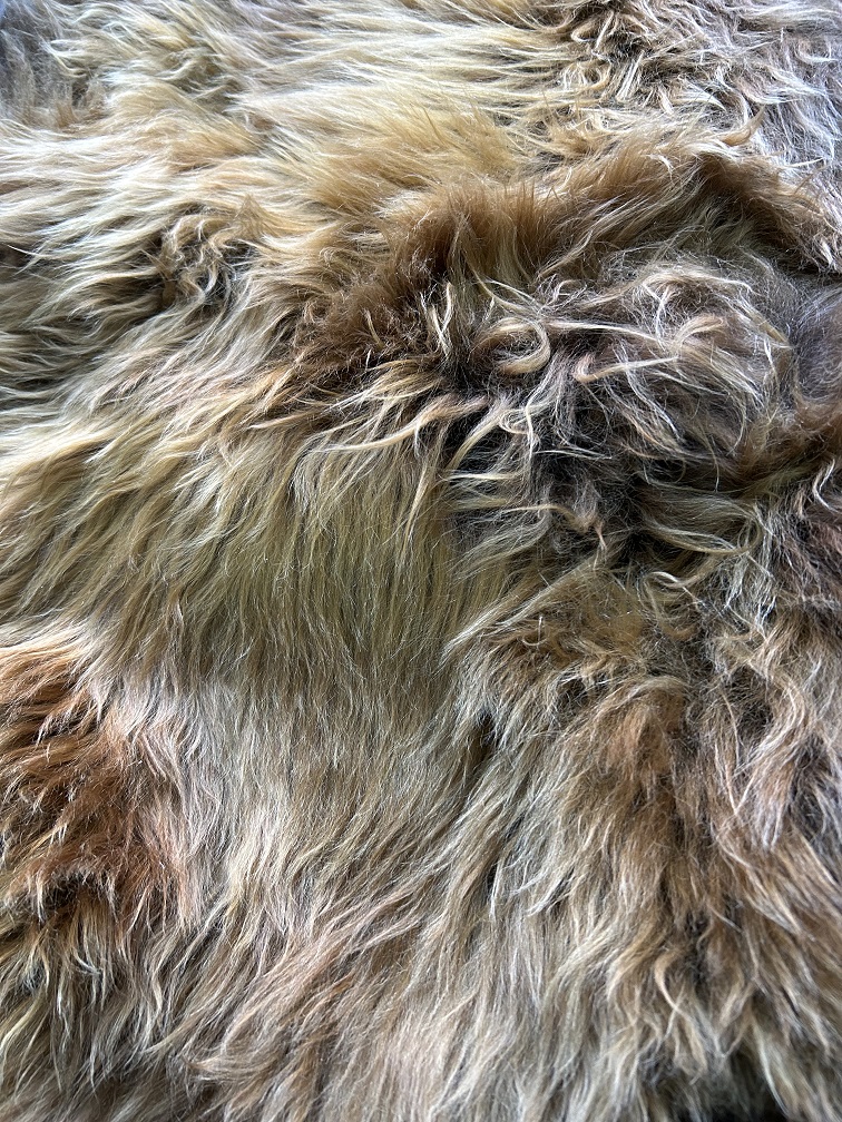 Beautiful brown blended coat Grizzly Icelander, super beautiful!!!