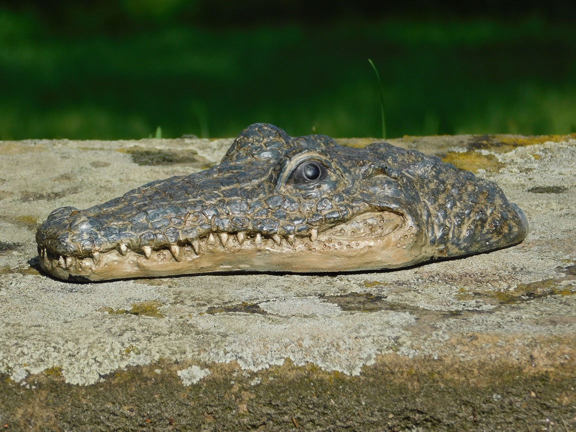 Krokodilkopf - Polystone - Detailliert