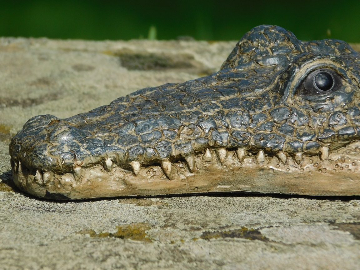 Crocodile head - Polystone - Detailed