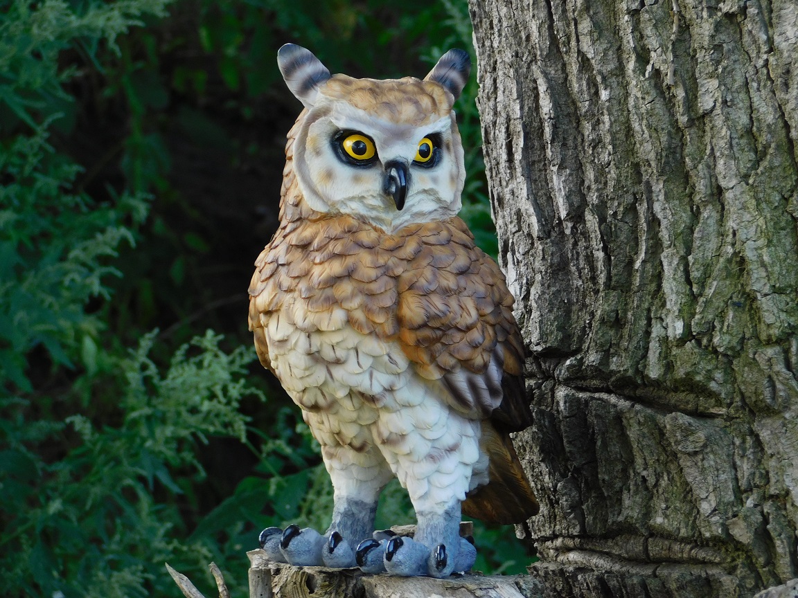Owl - polystone - detailed