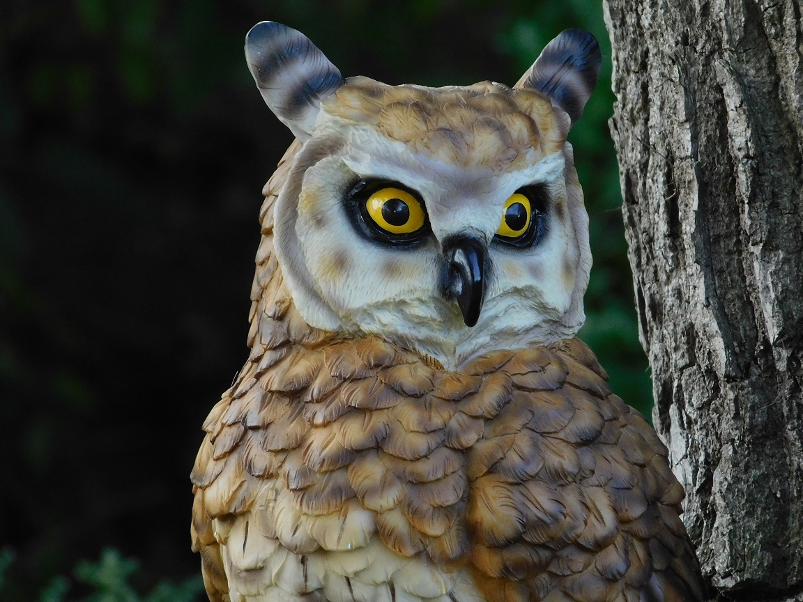 Owl - polystone - detailed