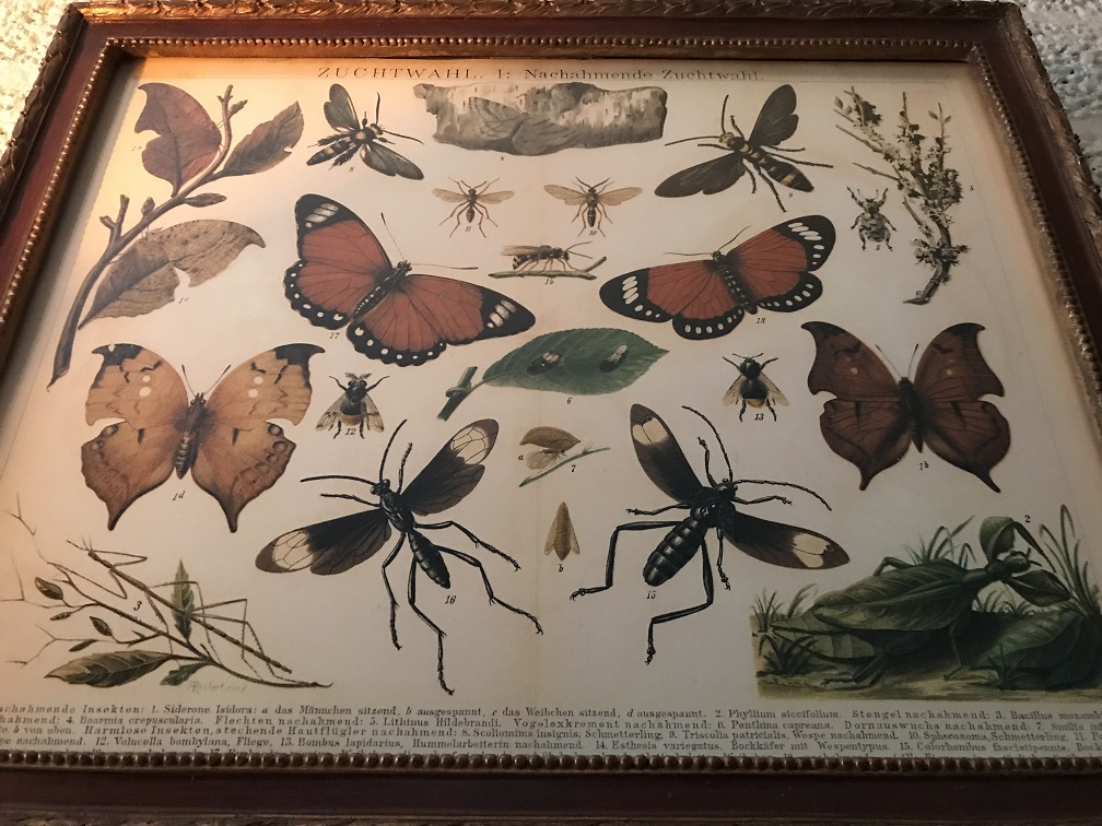 Een document met hierop verscheidene insecten met hierbij uitleg, Duits