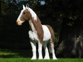 Beeld Paard Bruin met Wit - 105 cm - Polystone