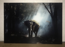 images/productimages/small/glazen-schilderij-olifant-1-.jpg