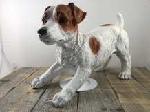 Mooi beeld van een Jack Russel, typisch speels beeld!!