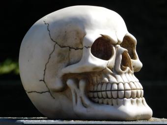 images/productimages/small/schedel.skull.poly.mc2316322.jpg