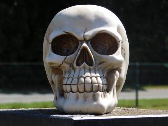 images/productimages/small/schedel.skull.poly.mc231637.jpg