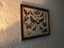 Een document met hierop verscheidene insecten met hierbij uitleg, Duits