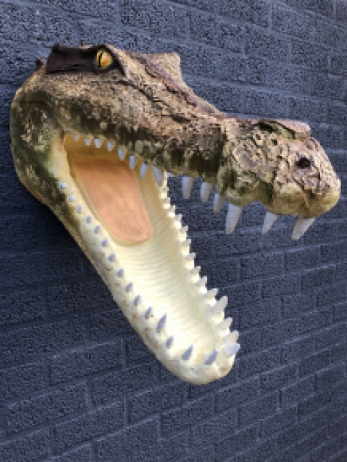 Lifelike crocodile head with open mouth, very nice design!