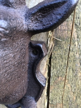 Deer head with antlers and 2 clothes hooks, Wardrobe coat rack for hunting enthusiasts!!