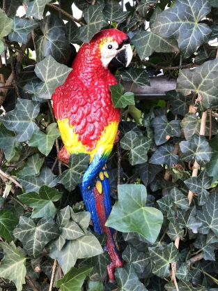 Rode papegaai, gietijzer