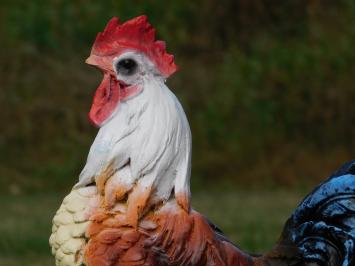 Colour Rooster Statue - 37 cm - Polystone