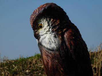 Uil op Stronk – 68 cm – Gedetailleerd Beeld – Polystone