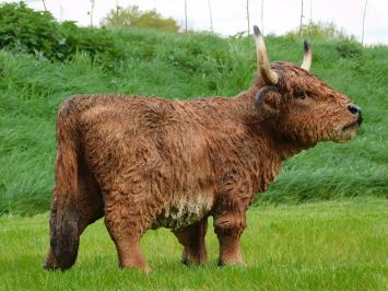 Scottish Highlander XL - 90 cm - Polystone