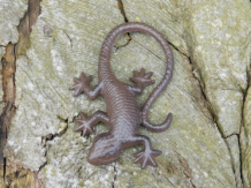 Schöne Eidechse, Gecko als Dekoration, Salamander aus Gusseisen