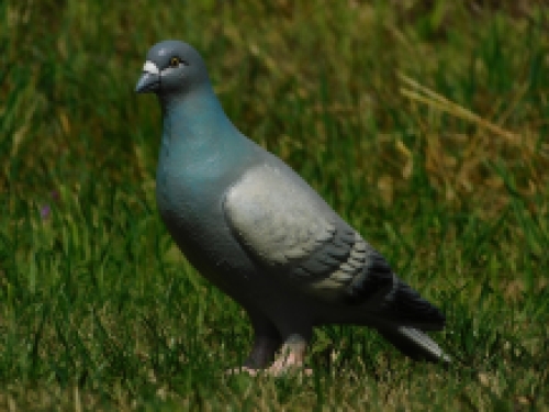 Leuk beeld, in kleur, van een duif, gemaakt van gietijzer