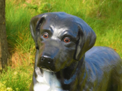 Prachtige ''Labrador Retriever'' zwart - van Polystone