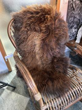 Beautiful brown blended coat Grizzly Icelander, super beautiful!!!