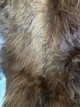 Beautiful brown blended coat Grizzly Icelander, super beautiful!!!