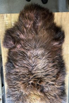 Beautiful brown blended coat Grizzly Icelander, super beautiful!!!