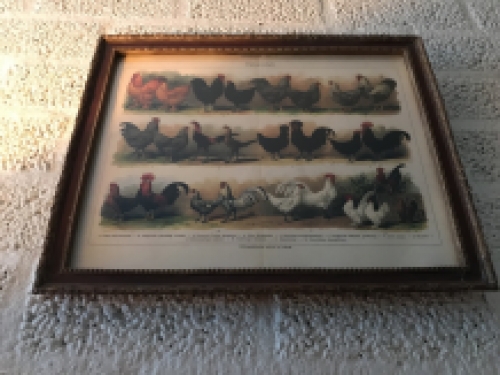 Een wandtekening met haansoorten, met houten omlijsting - ''Bibliographisches Institut in Leipzig''