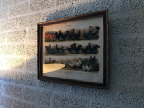 Een wandtekening met haansoorten, met houten omlijsting - ''Bibliographisches Institut in Leipzig''