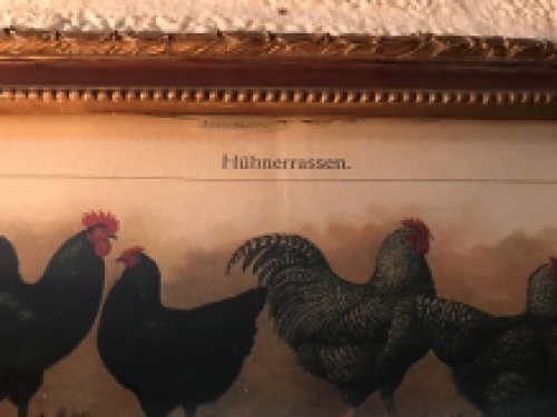 Een wandtekening met haansoorten, met houten omlijsting - ''Bibliographisches Institut in Leipzig''