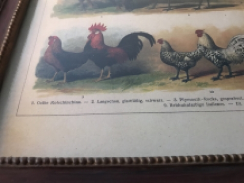 Een wandtekening met haansoorten, met houten omlijsting - ''Bibliographisches Institut in Leipzig''
