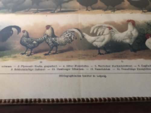 Een wandtekening met haansoorten, met houten omlijsting - ''Bibliographisches Institut in Leipzig''