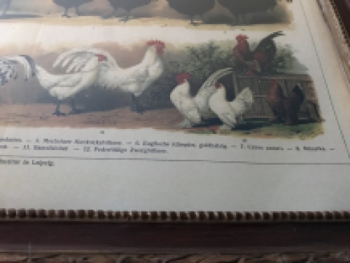 Een wandtekening met haansoorten, met houten omlijsting - ''Bibliographisches Institut in Leipzig''