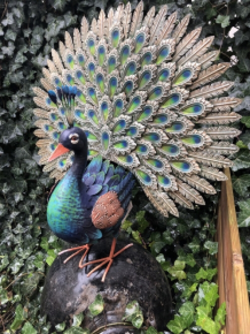 Metalen trotse pronkende pauwhaan, vol in kleuren
