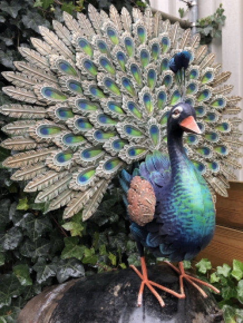 Metalen trotse pronkende pauwhaan, vol in kleuren