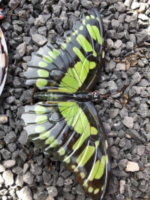 Schönes Set von Wand Schmetterlinge, schön in Farbe und aus Metall
