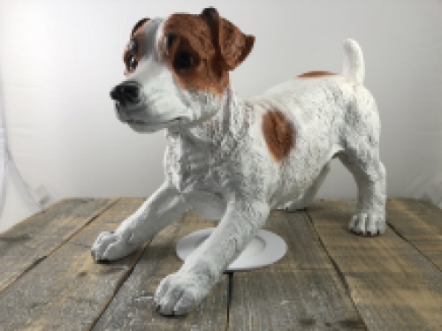 Mooi beeld van een Jack Russel, typisch speels beeld!!