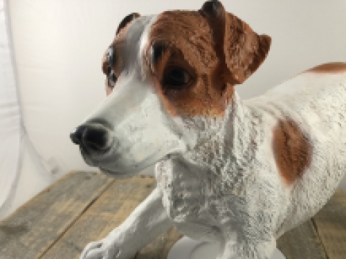 Mooi beeld van een Jack Russel, typisch speels beeld!!