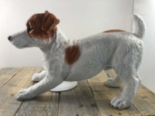 Mooi beeld van een Jack Russel, typisch speels beeld!!