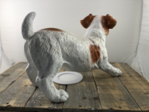 Mooi beeld van een Jack Russel, typisch speels beeld!!