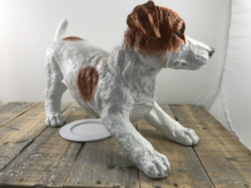 Mooi beeld van een Jack Russel, typisch speels beeld!!
