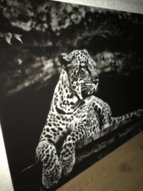 Beautiful art on glass of a lying leopard / panther, black and white, very beautiful!