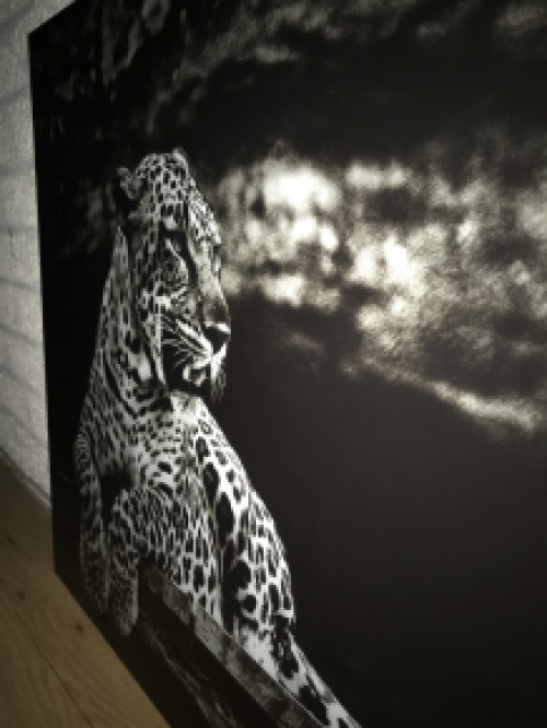 Prachtige kunst op glas van een liggende luipaard / panter, zwart-wit, heel mooi!