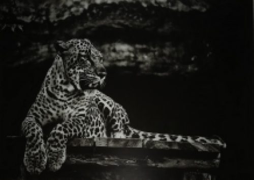 Beautiful art on glass of a lying leopard / panther, black and white, very beautiful!