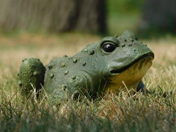 Ein lustiger und dekorativer Frosch aus Polystein