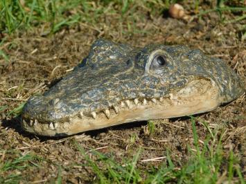 Crocodile head - Polystone - Detailed