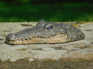 Crocodile head - Polystone - Detailed
