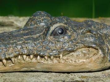 Crocodile head - Polystone - Detailed